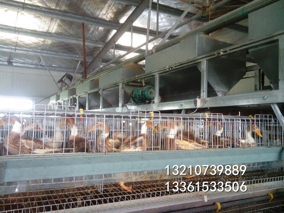 蛋鴨全自動籠子 三層雞場專用 籠子價格便宜質量放心