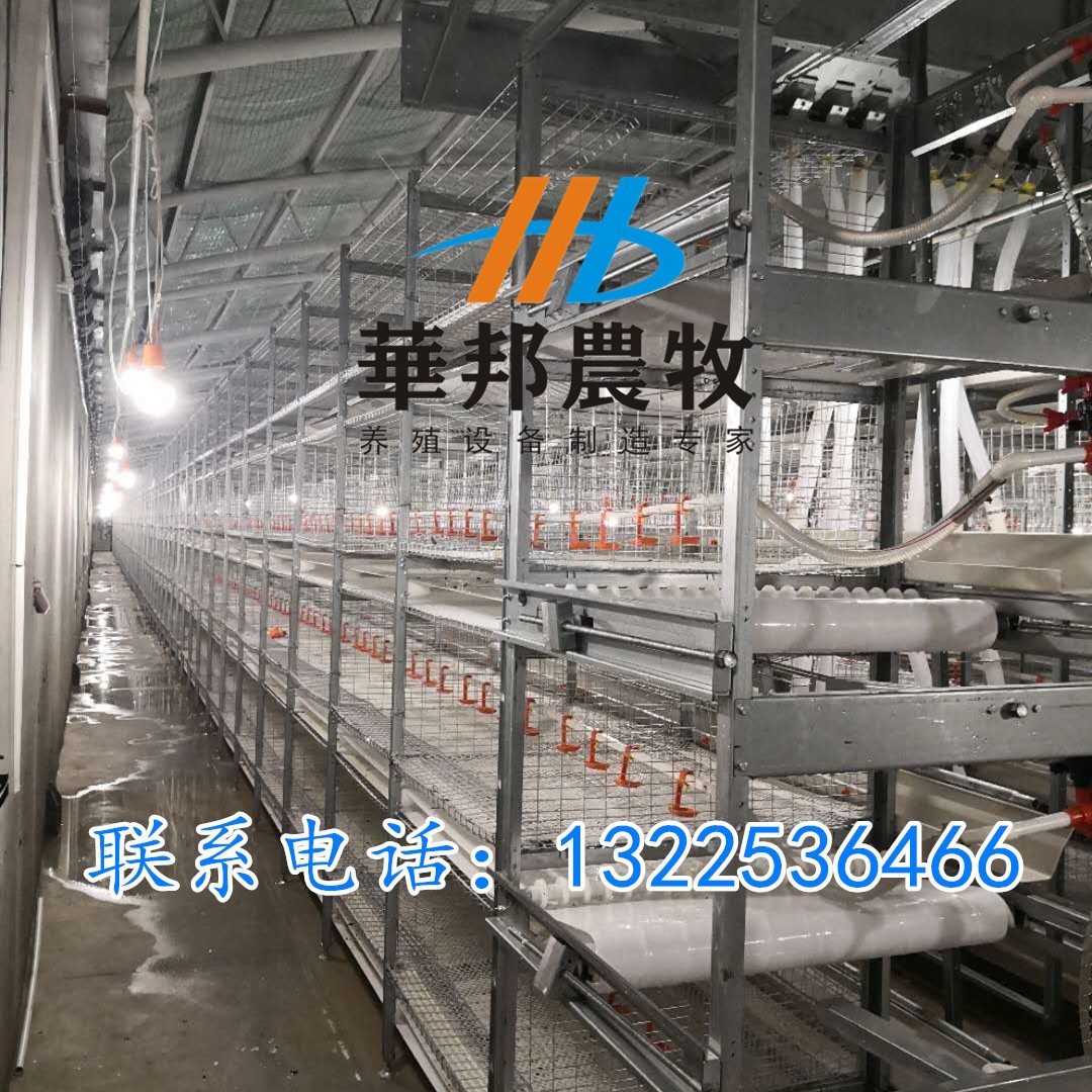 三黃雞 肉雞籠養設備料盤式自動清糞三層籠養設備雞籠養殖設備