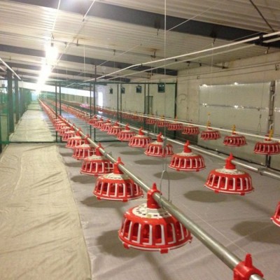 自動喂料系統 種雞盤式料線 養殖業機械 雞用食槽飼喂設備