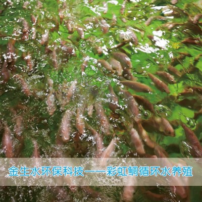 工廠化循環水養殖系統 養殖水處理 污水處理