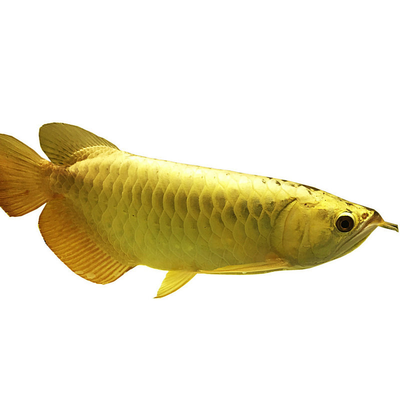 O1CN01jTgR052J5y2Q4PFeW_!!1003