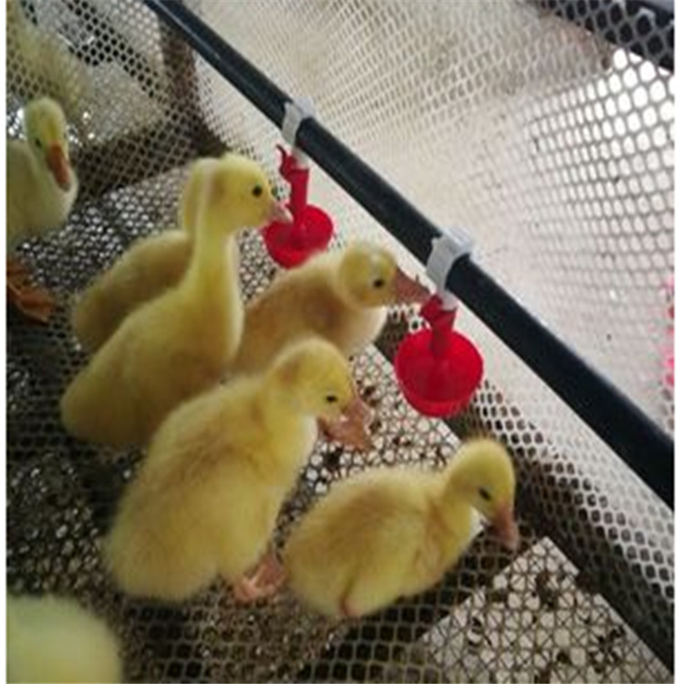 QQ圖片20171209155606