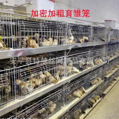 雛雞籠育雛籠 小雞籠 加粗加密彈簧門雛雞籠 養(yǎng)殖小雞籠