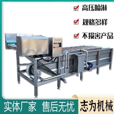 全自動氣泡清洗機 黃花菜大棗蘋果清洗機 大型商用辣椒清洗機設備