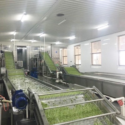 全自動果蔬清洗機大型商用氣泡清洗線玉米蔬菜全自動清洗線廠家