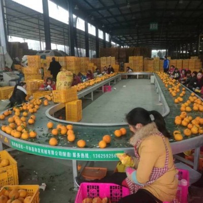 環形輸送機 流水線傳送帶分揀線 水果包裝挑選輸送帶 廠家供應