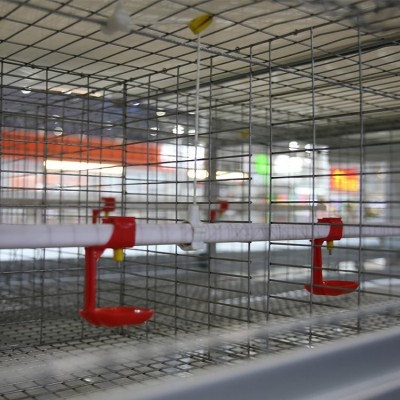 9LCD養蛋雞設備熱鍍鋅層疊式蛋雞籠養設備高密度養雞設備定制