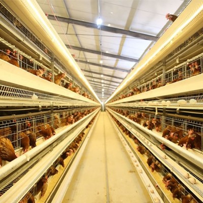 大型養(yǎng)雞場自動養(yǎng)雞設(shè)備現(xiàn)代化智能養(yǎng)雞系統(tǒng)四層層疊式全自助雞籠