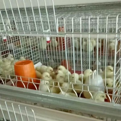 禽樂A型育雛籠具